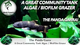 Thumbnail: A Great Community Tank Algae / Biofilm Grazer - Why I Love The Panda Garra