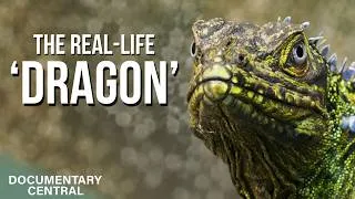 Thumbnail: The Rarest Creatures on Earth Are Hiding in These Islands... | Nigel Marven's Wild Philippines