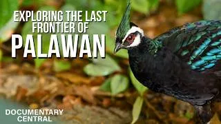 Thumbnail: The Most Biodiverse Island You’ve Never Seen | Nigel Marven's Wild Philippines
