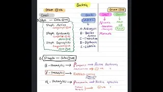 Thumbnail: Bacterial classification Mnemonics