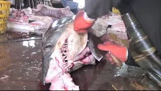 Thumbnail: China Whale Sharks - Biggest ever shark slaughterhouse uncovered