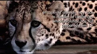 Thumbnail: Zoochosis - The living conditions of animals in captivity
