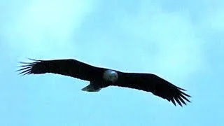 Thumbnail: Epic Animal Migrations - Nature’s Greatest Journeys Explained