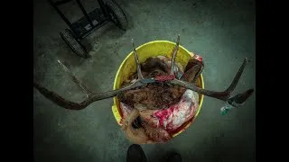 Thumbnail: Life as an elk guide Ep. 4