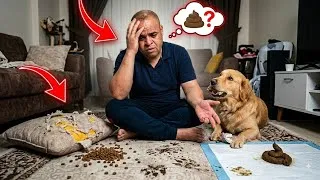 Thumbnail: Tired of Cleaning Up After Your Dog? Try This First