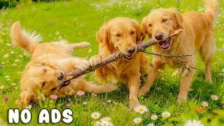 Thumbnail: 24 Hours of Dog TV for Dogs to Watch 🐶🌿 Relaxing Music for Dogs | Anxiety Relief and Deep Sleep 🌼🐾