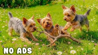 Thumbnail: 24 Hours of Dog TV for Dogs to Watch 🐶🏡 Dog Calming Music for Dogs Deep Sleep 🎵 Separation Anxiety