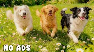 Thumbnail: 24 Hours of Dog TV for Dogs to Watch 🐶🌿 Dog Sleep Music for Separation Anxiety Relief & Deep Sleep 🐾