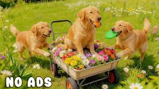 Thumbnail: 24 Hours of Dog TV for Dogs to Watch 🐶🎵 Anti Anxiety Music for Dogs | Peaceful Home Alone Comfort 🏠🐾