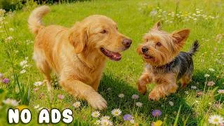Thumbnail: 24 Hours of Dog TV for Dogs to Watch 🐶 Healing Music for Dogs | Separation Anxiety and Deep Sleep 🐾