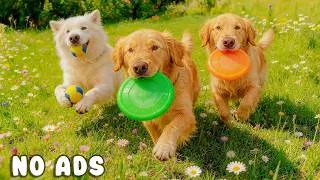 Thumbnail: 24 Hours of Dog TV for Dogs to Watch 🐶💙 Relaxing Music for Dogs | Gentle Calm & Emotional Comfort 🐾