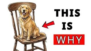 Thumbnail: 5 Reasons Your Dog Steals Your Seat (It’s Not What You Think)