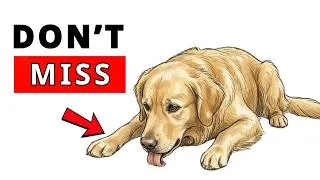 Thumbnail: 6 Silent Signs Your Dog Is Sick (Most Owners Miss #1)