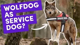 Thumbnail: Can a Wolf Dog Hybrid Be a Service Dog? (& what makes a good service dog)