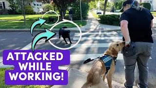 Thumbnail: Service Dog Attacked On Video! + Tips on handling off-leash & reactive dogs