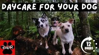 Thumbnail: DOG TV 12 Hours 🐕 Adventures for Dogs | Keeps Dogs Calm & Entertained