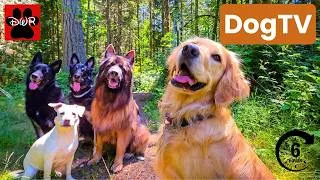 Thumbnail: DOG TV 6 Hours 🐕 Adventures for Dogs | Keeps Dogs Calm & Entertained