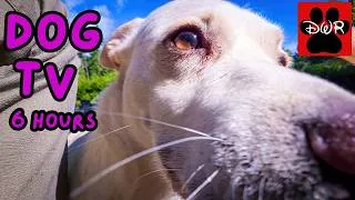 Thumbnail: DOG TV 6 Hours 🐕 Relaxing Adventures for Dogs | Calm, Happy & Entertained