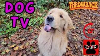 Thumbnail: DOG TV 12 Hours 🐕 Adventures for Dogs | Keeps Dogs Calm & Entertained