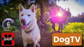 Thumbnail: DogTv and Daycare for your dog 🐶🐕🐩  Keep your dog busy while you are away Cuddle and Watch DogTV