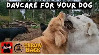 Thumbnail: DOG TV 12 Hours 🐕 Adventures for Dogs | Keeps Dogs Calm & Entertained