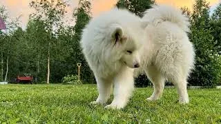 Thumbnail: Calm Puppy Moments 🐾 Gentle Daily Relaxation 🌿 Cozy Comfort for Dogs