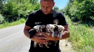 Thumbnail: Six tiny puppies abandoned beside a busy road | Dog Rescue Shelter