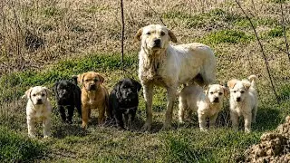 Thumbnail: Abandoned mama dog keeps her puppies safe beside a busy road