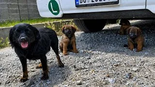 Thumbnail: Abandoned mama and her puppies found shelter under a truck | Dog Rescue Shelter
