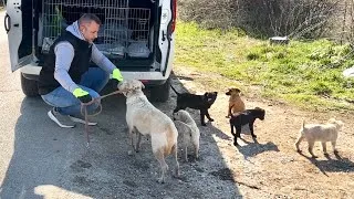 Thumbnail: Abandoned mother dog keeps her puppies safe in the middle of nowhere