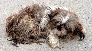 Thumbnail: How this rescued dog went from pain to happiness | Adoption Story