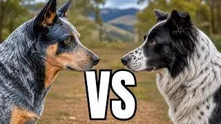 Thumbnail: Blue Heeler VS Koolie - Best Herding Dog?