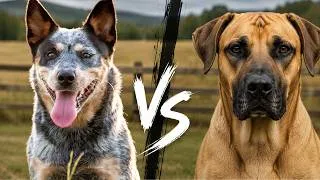 Thumbnail: Blue Heeler vs Black Mouth Cur - Best Farm Dog?