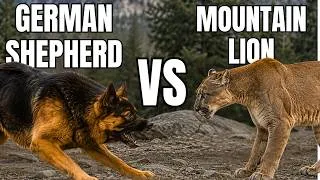 Thumbnail: German Shepherd vs Mountain Lion - Who Wins?