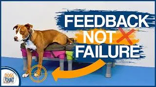 Thumbnail: What To Do When Your Dog Makes A Mistake