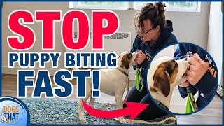 Thumbnail: How To Stop Puppy Biting And Build Focus In Less Than 10 Minutes