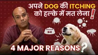 Thumbnail: अपने Dog की Itching को हल्के में मत लेना❗️ Four Main Reasons By Baadal Bhandaari