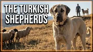 Thumbnail: These Giant Turkish Shepherds Are Built Different