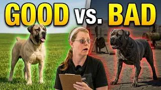 Thumbnail: The Boerboel Test That Separates Good From Bad