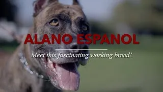Thumbnail: Man and Alano Español | Perfect Bond Demonstrated