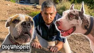 Thumbnail: Cesar Challenges These Dogs In Their Own Territory | Season 5 Episodes 13&14