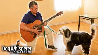 Thumbnail: Cesar Rehabilitates A Dog... By Playing The Guitar? | Dog Whisperer With Cesar Millan