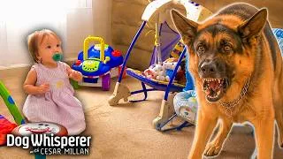 Thumbnail: Overprotective German Shepherd Won't Let Anyone In The Baby's Room | Dog Whisperer With Cesar Millan