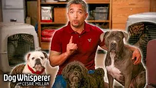 Thumbnail: How Adopting The Wrong Dog Can Result In Heartbreak for Everyone | Season 5 Episodes 11&12
