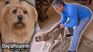 Thumbnail: Can Cesar Tame This Territorial Herding Dog? | Dog Whisperer With Cesar Millan