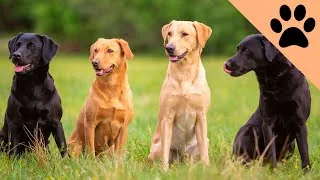 Thumbnail: Top 10 Favorite Dog Breeds: USA