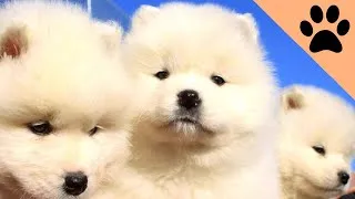 Thumbnail: Most Beautiful dog breeds