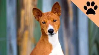 Thumbnail: Top 10 Quietest dog breeds