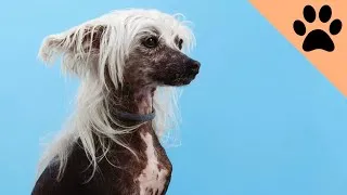 Thumbnail: Ugliest Dog Breeds