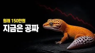 Thumbnail: 150만원짜리 도마뱀은 어쩌다 공짜가 됐나